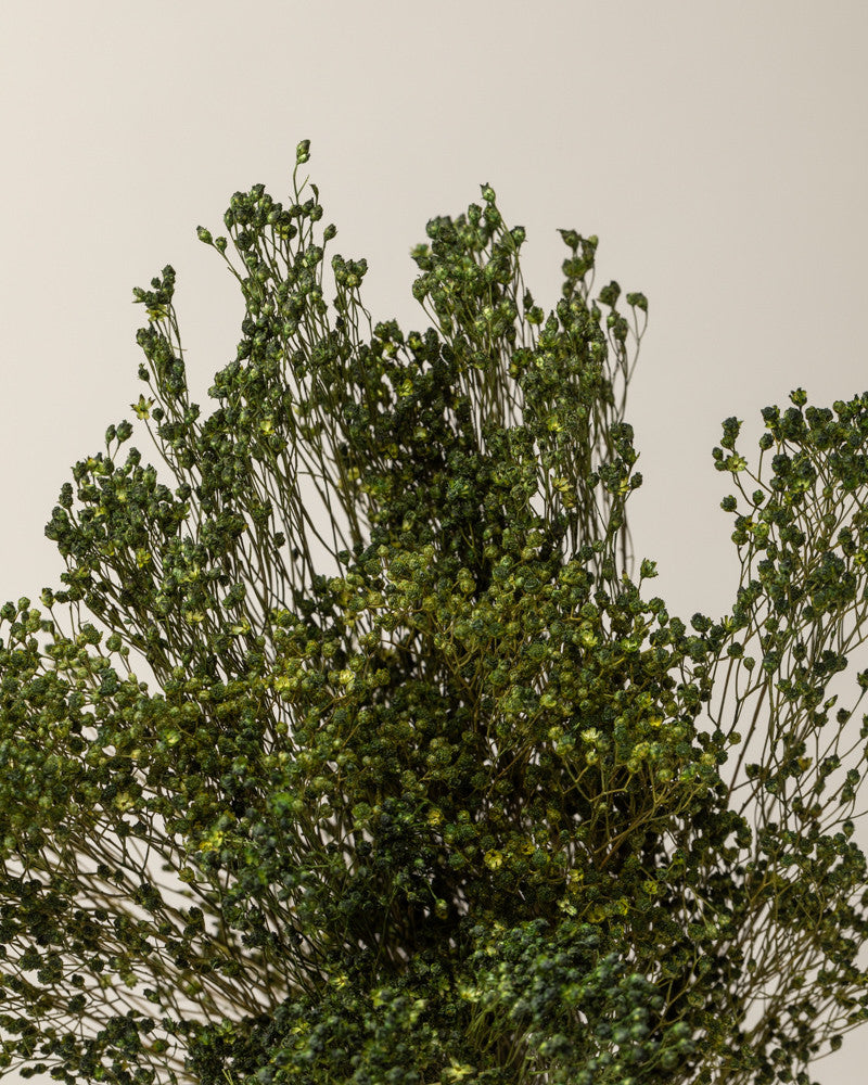 Broom bloom seco Verde Premium