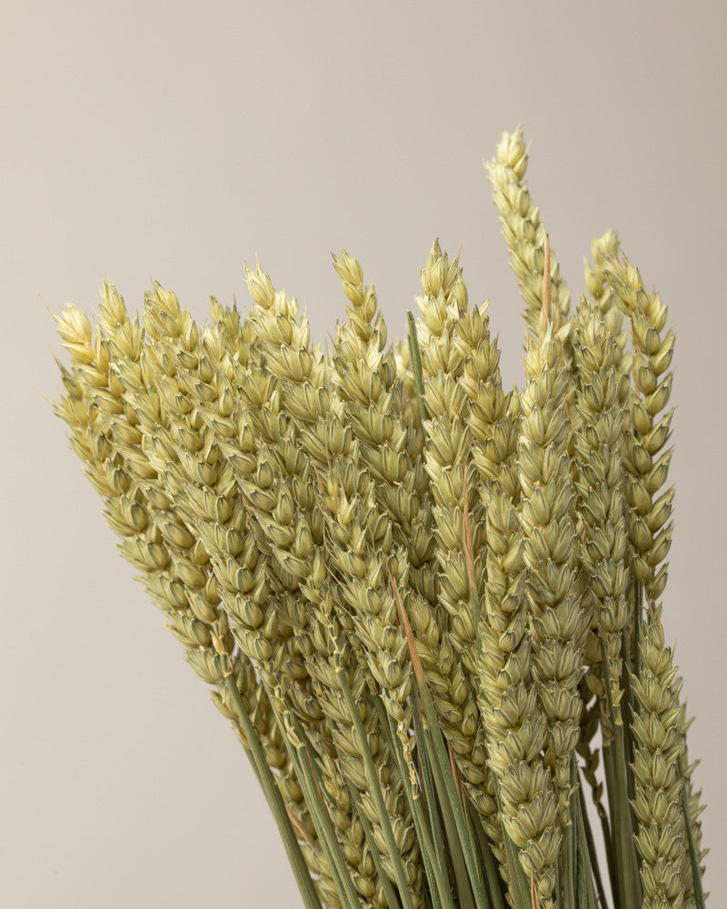 Trigo seco natural Premium