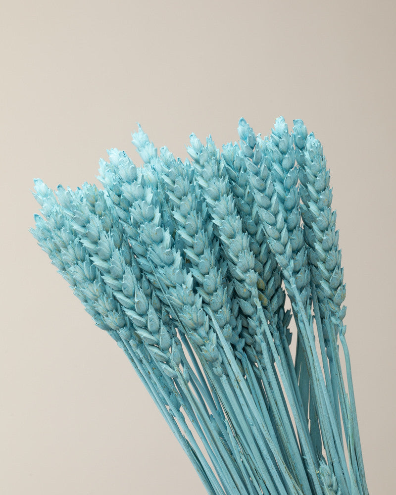 Trigo seco azul misty Premium
