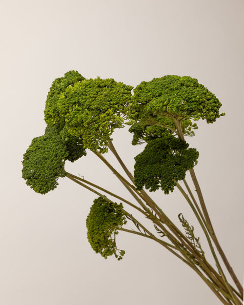 Achillea parker verde (mazo)