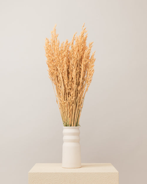 Avena seca coral (mazo)