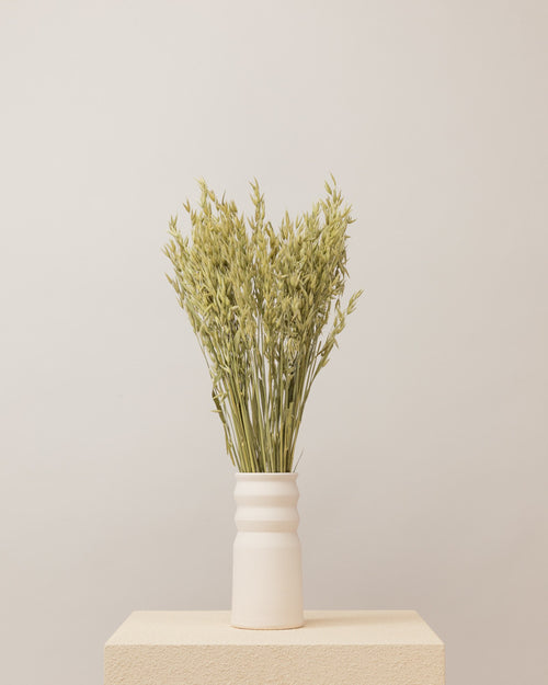 Avena seca natural Premium
