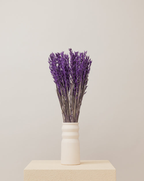 Avena seca morada Premium