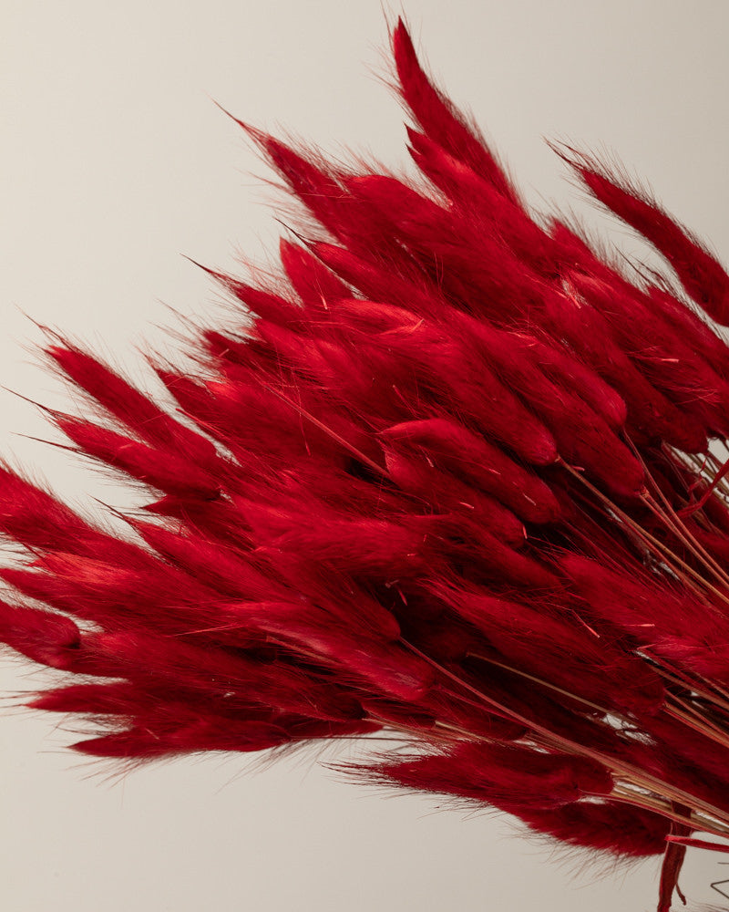 Lagurus seco rojo (Mazo)