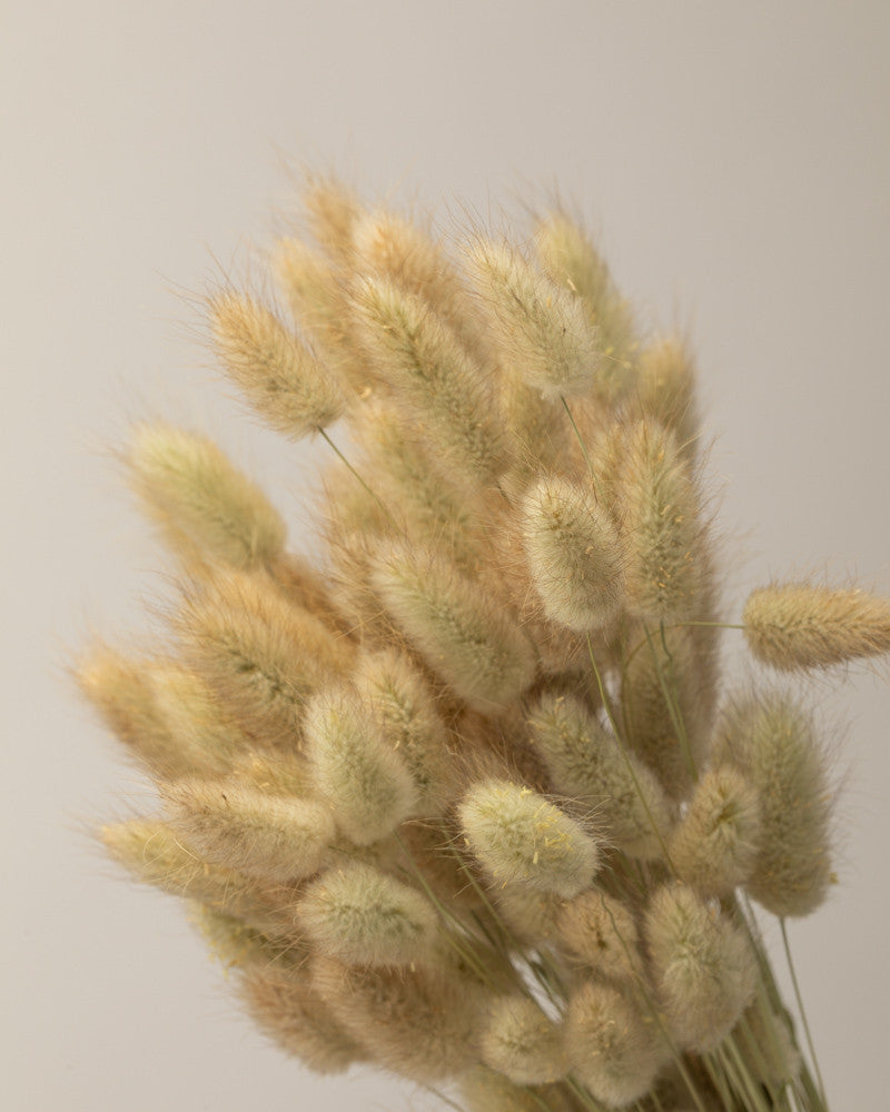 Lagurus seco natural Premium