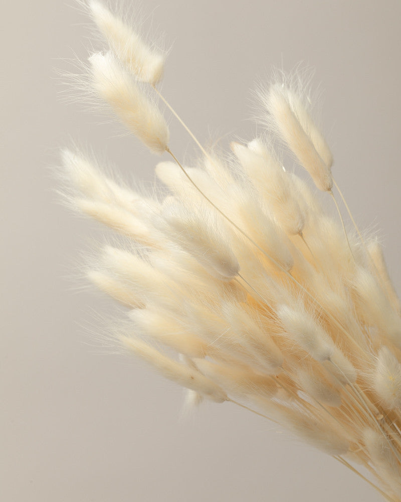 Lagurus seco blanco Premium