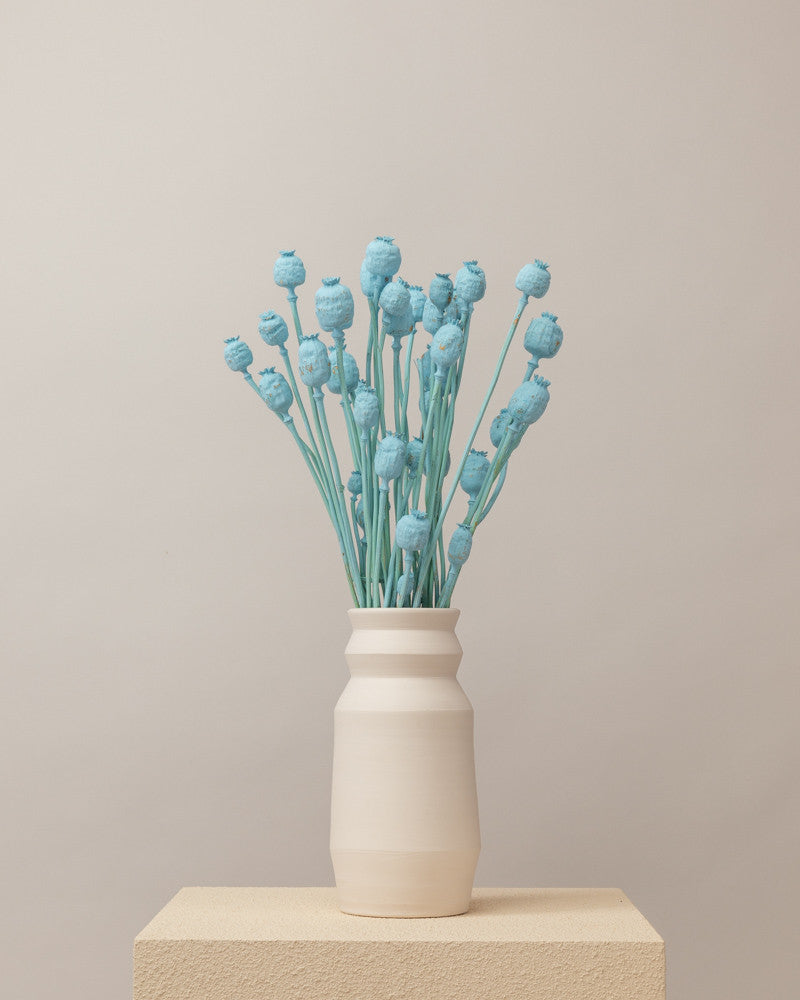 Papaver seco azul misty (mazo)