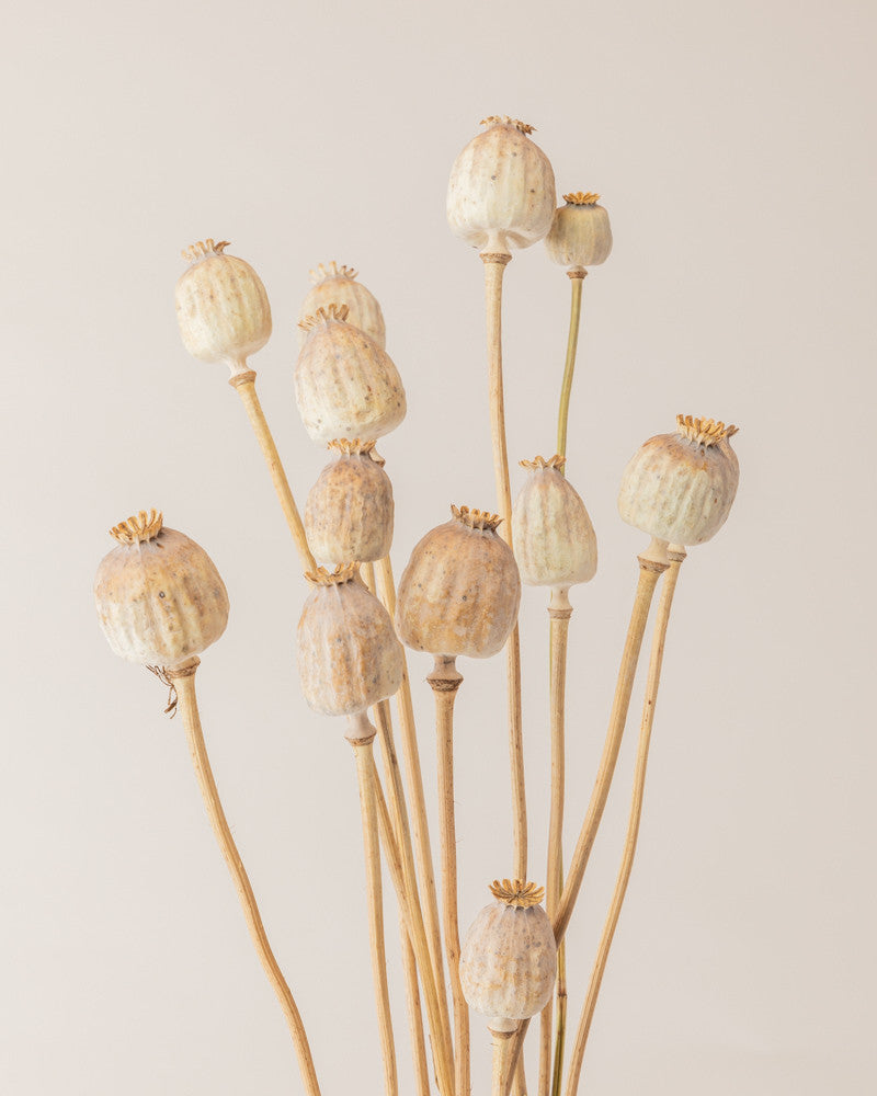 Papaver seco verde natural Premium