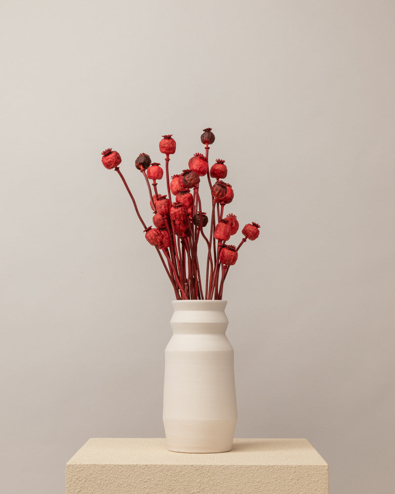 Papaver seco