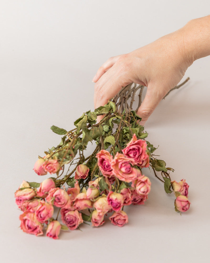 Rosas secas pitimini rosa natural Premium