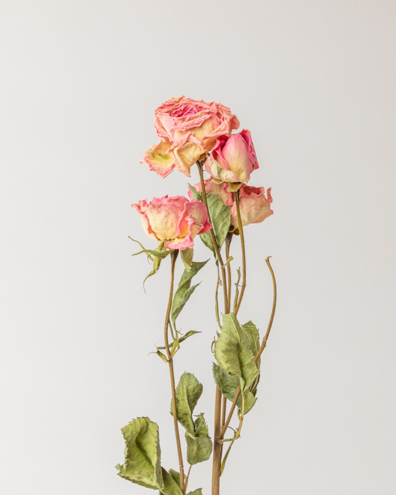 Rosas secas pitimini rosa natural Premium