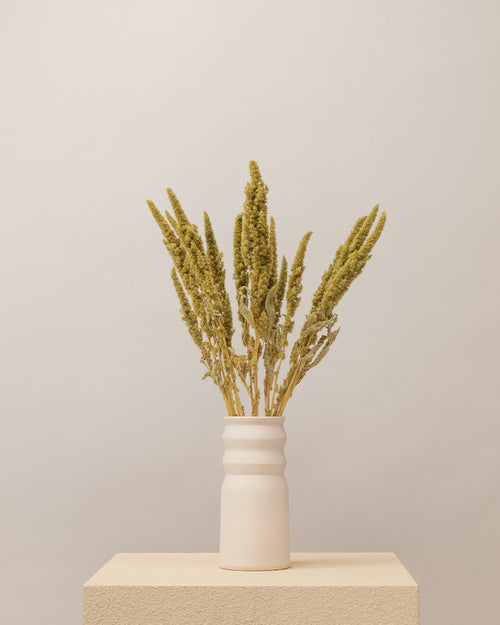 Amaranthus seco verde natural Premium