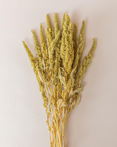 Amaranthus seco verde natural Premium