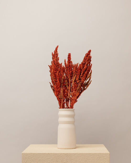 Amaranthus seco naranja Premium