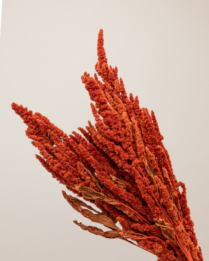 Amaranthus seco naranja Premium