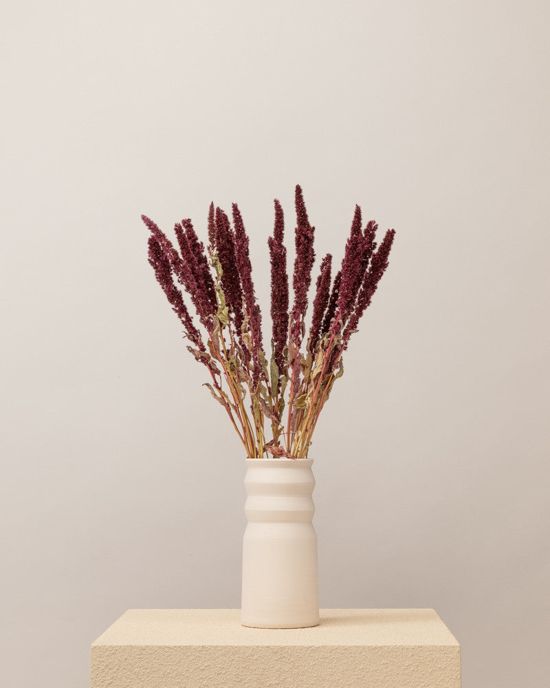 Amaranthus seco rojo Premium