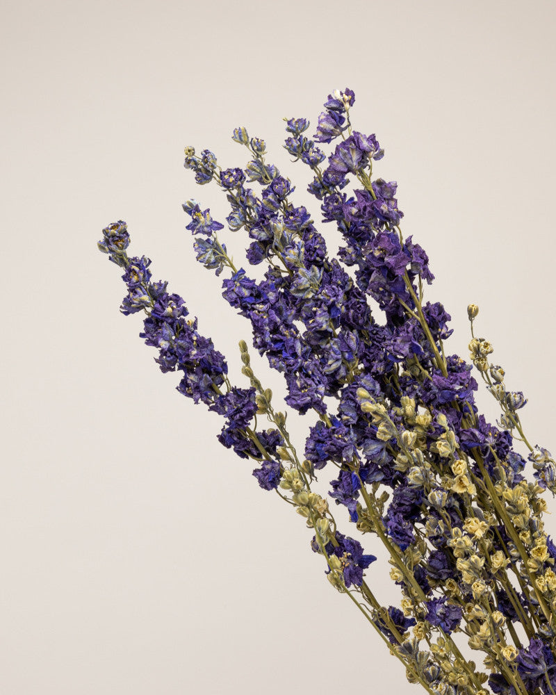 Delphinium seco azul natural Premium
