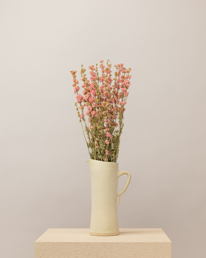 Delphinium seco rosa natural Premium