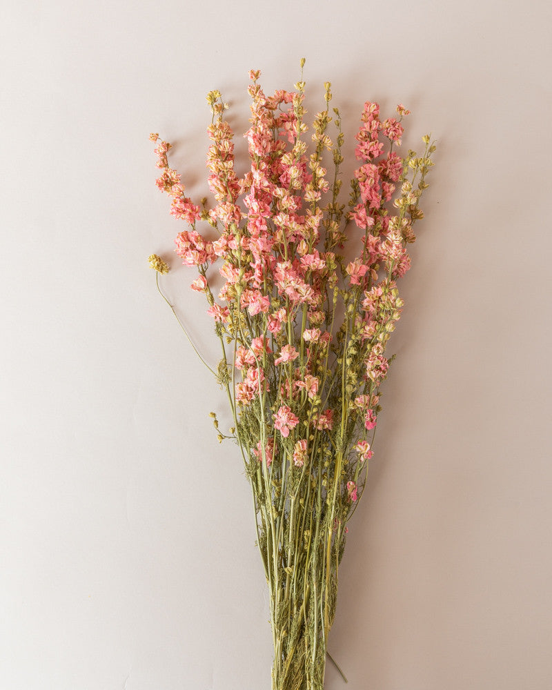 Delphinium seco rosa natural Premium