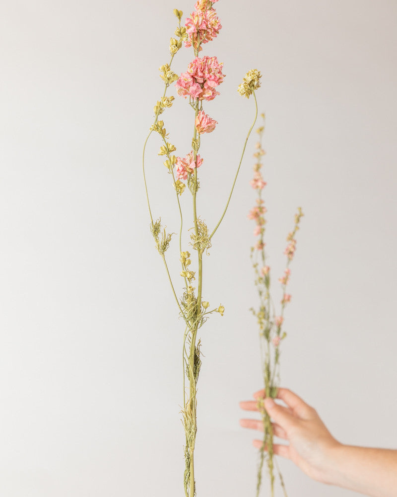 Delphinium seco rosa natural Premium