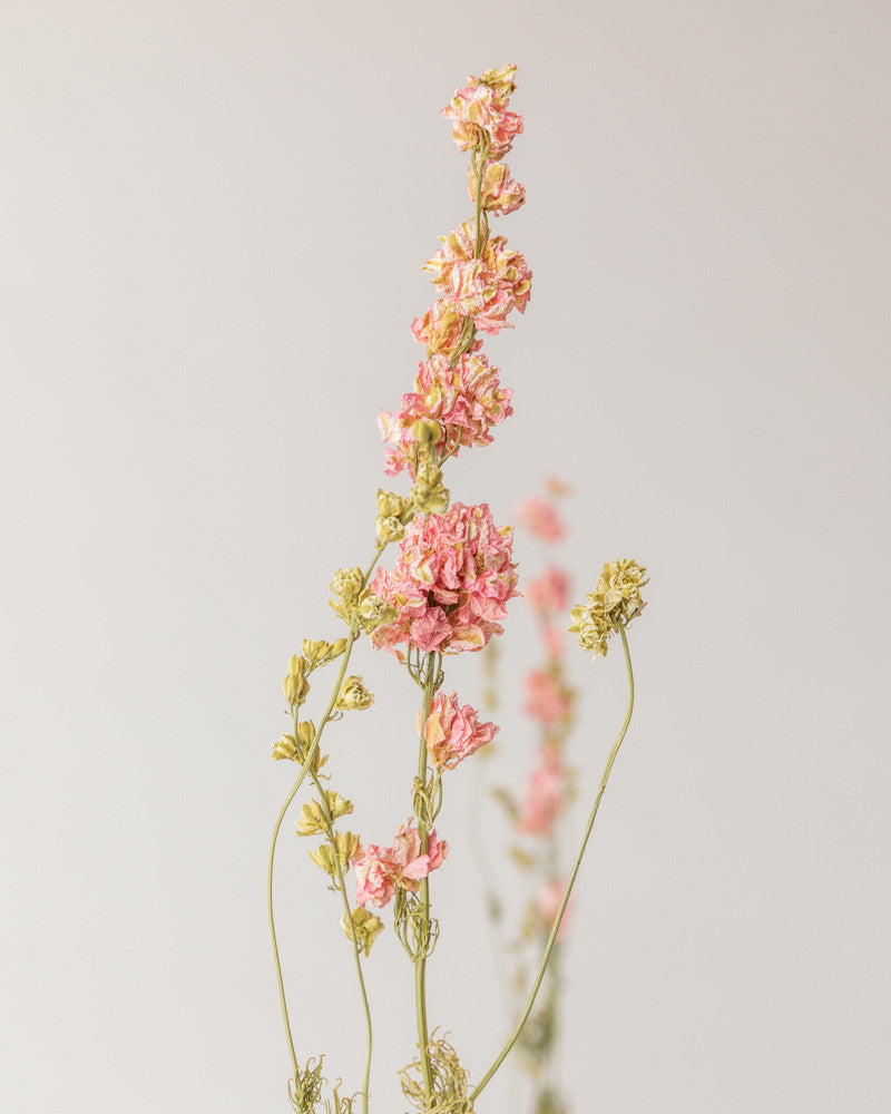 Delphinium seco rosa natural Premium
