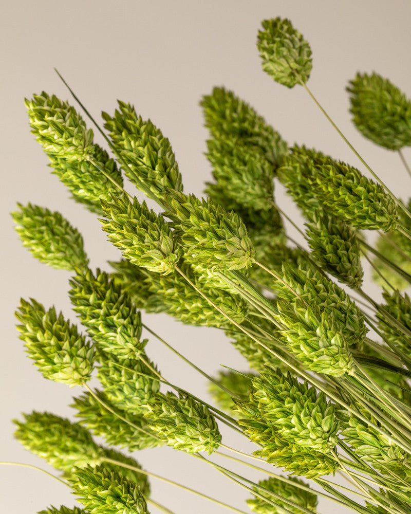 Phalaris seco verde  Premium
