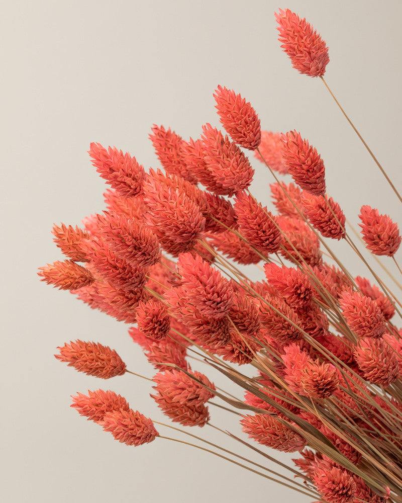 Phalaris seco rosa  Premium