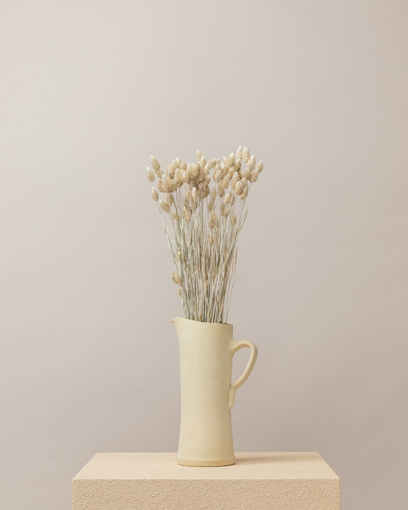 Phalaris seco