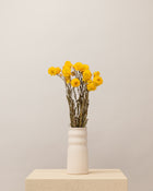 Helichrysum seco amarillo natural Premium