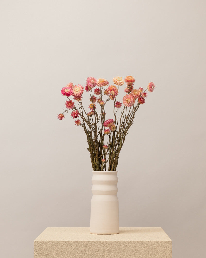 Helichrysum seco rosa natural Premium
