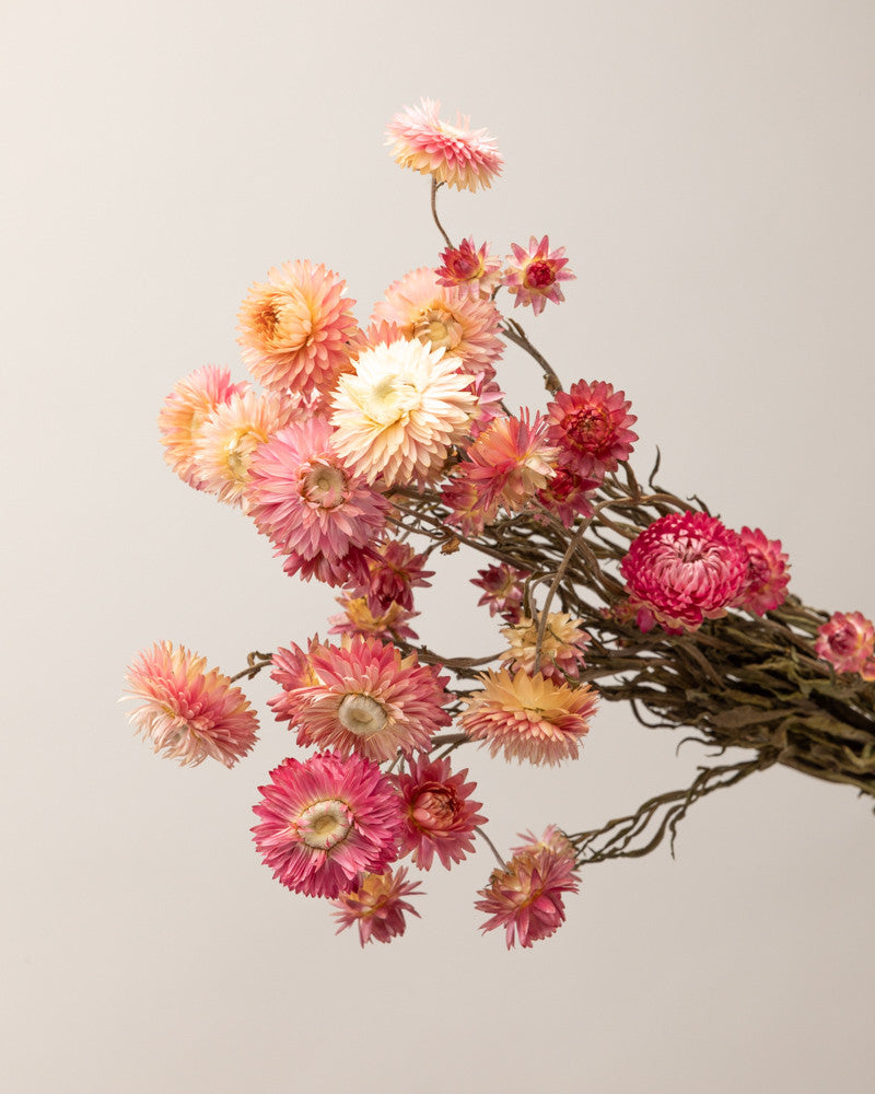 Helichrysum seco rosa natural Premium