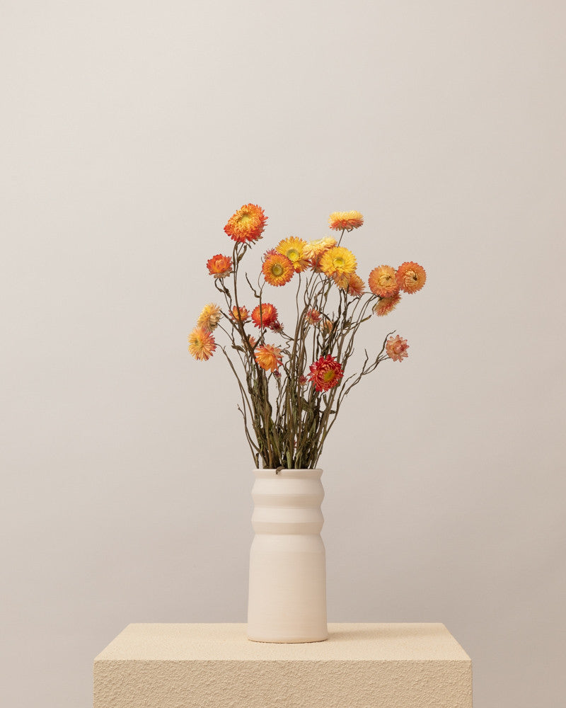 Helichrysum seco salmon natural Premium