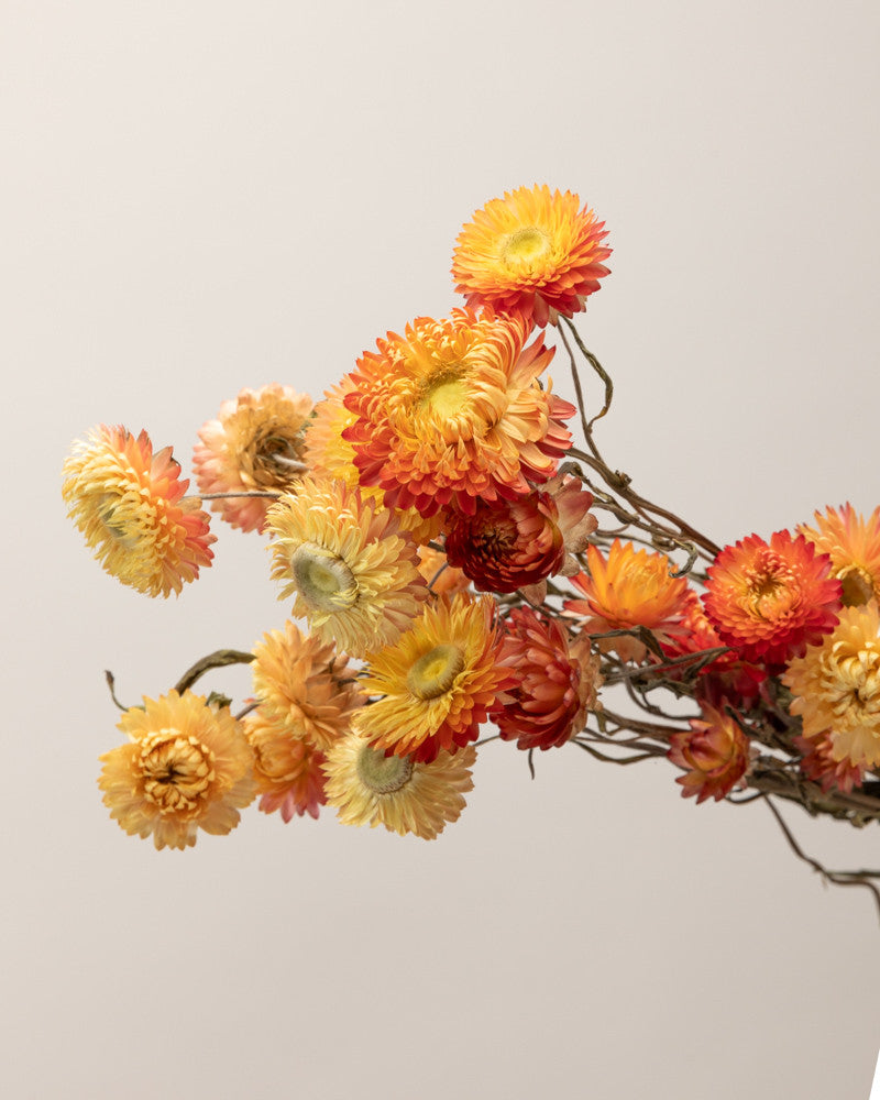Helichrysum seco salmon natural Premium