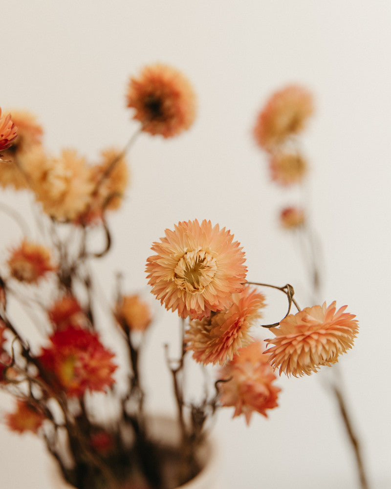 Helichrysum seco salmon natural Premium