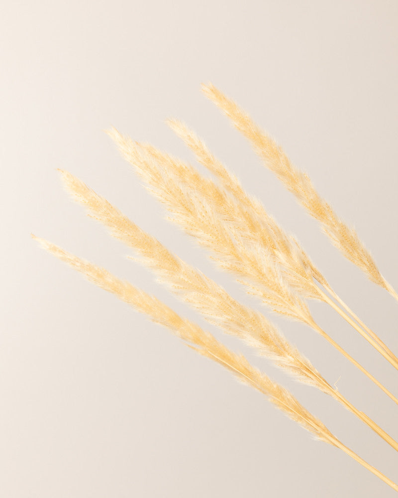 Pampa Jaxx 6pc 65-75cm - Crema
