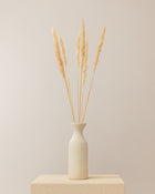 Pampa Jaxx 6pc 65-75cm - Creme