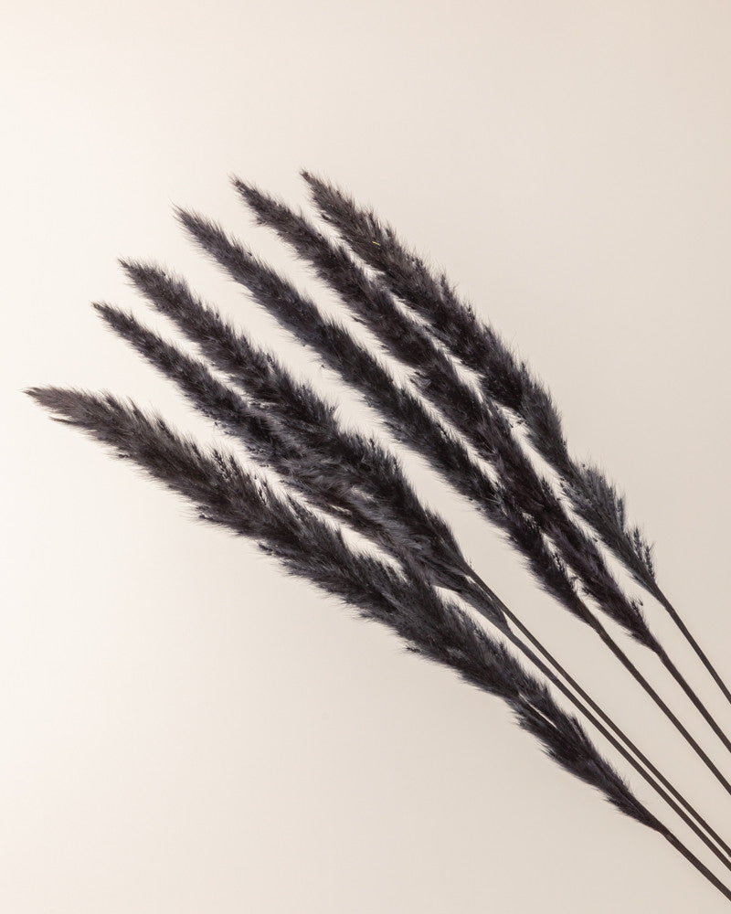 Pampa jaxx nature negro natural 65/75cm - 6pc