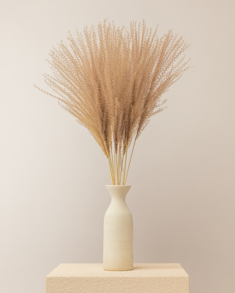 Pampa miscanthus natural - 75cm - 10pc