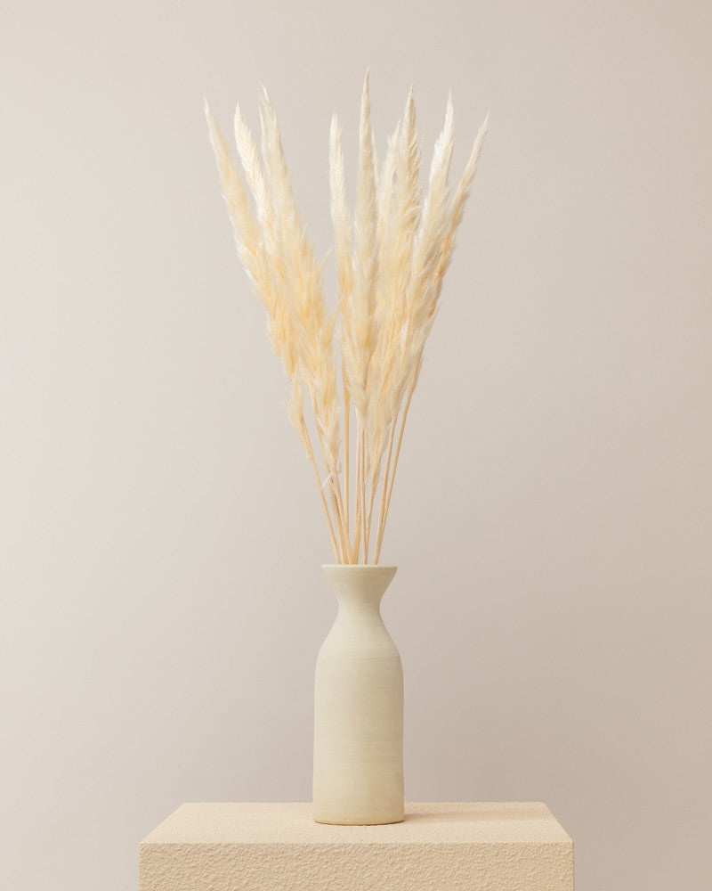 Pampas Mace blanco 65/75cm - 10pc