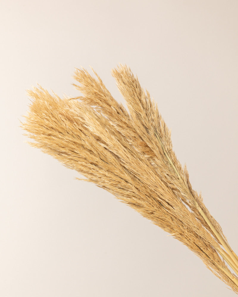 Plumero de pampa grass lenn 75cm - 10pc