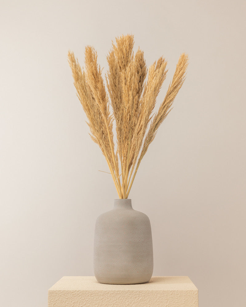 Plumero de pampa grass lenn 75cm - 10pc