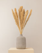 Penacho de pampas Lenn 75cm - 10pc