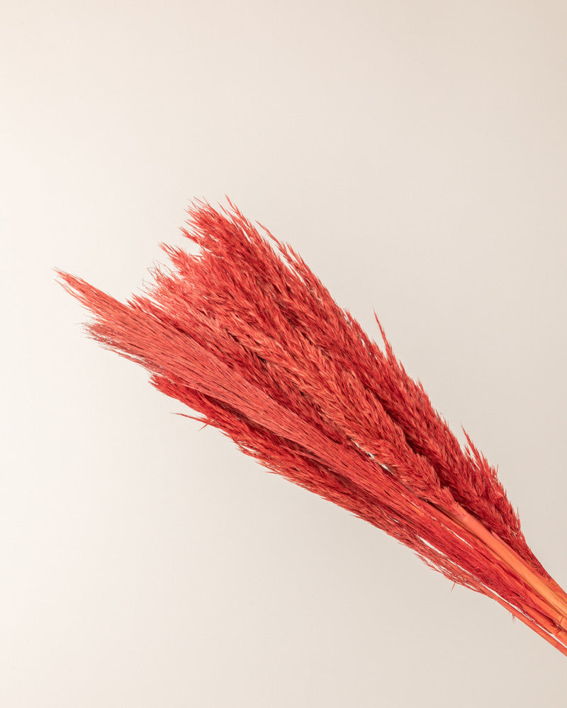 Plumero pampa rojo Lenn 75cm - 10pc