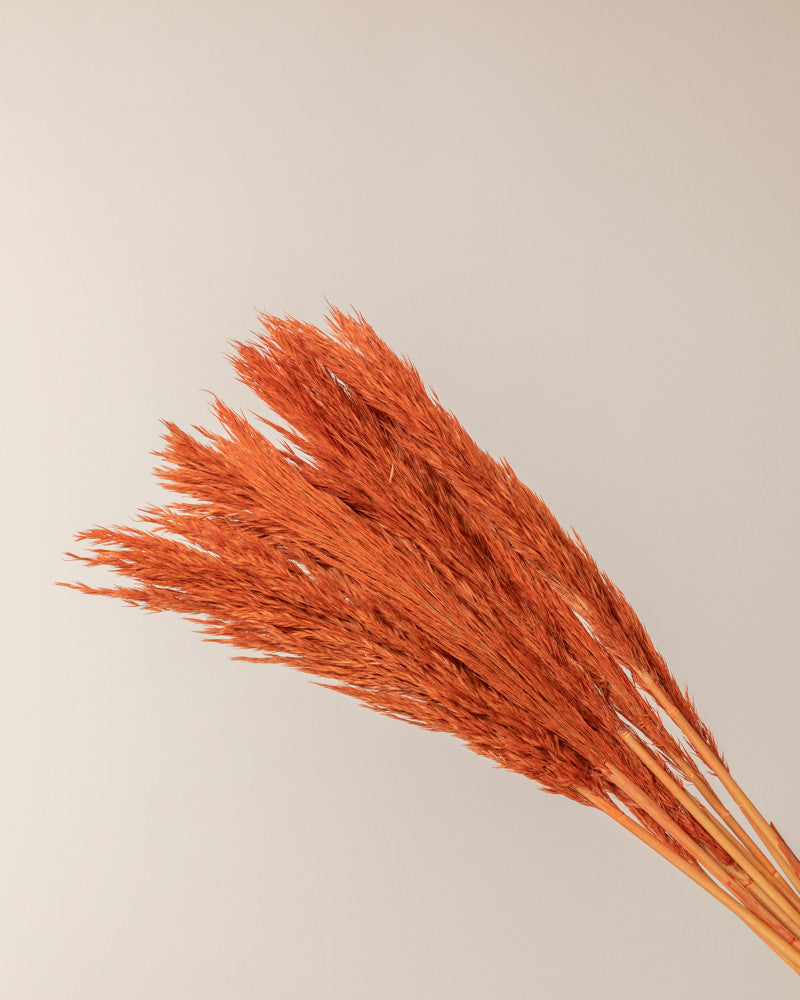 Plumero de pampa naranja Lenn 75cm - 10pc