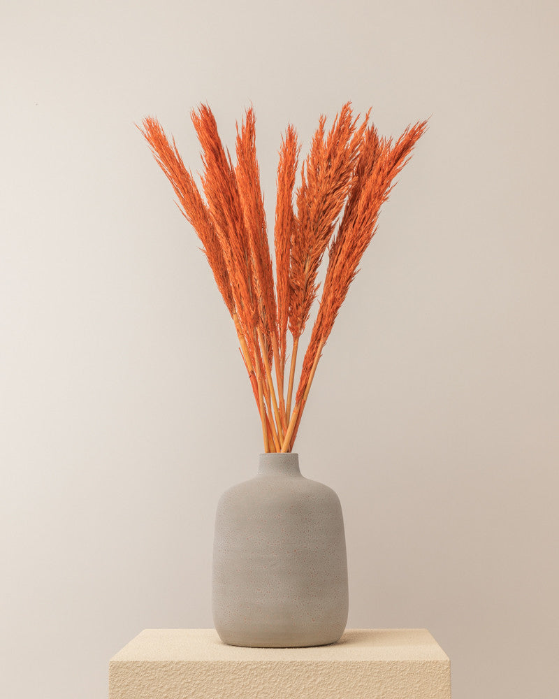 Plumero de pampa naranja Lenn 75cm - 10pc