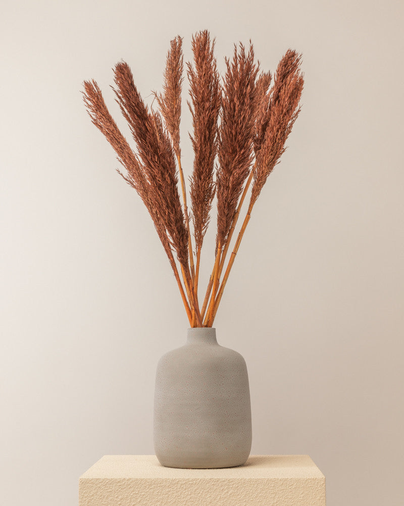 Plumero pampa marrón Lenn - 75cm - 10pc