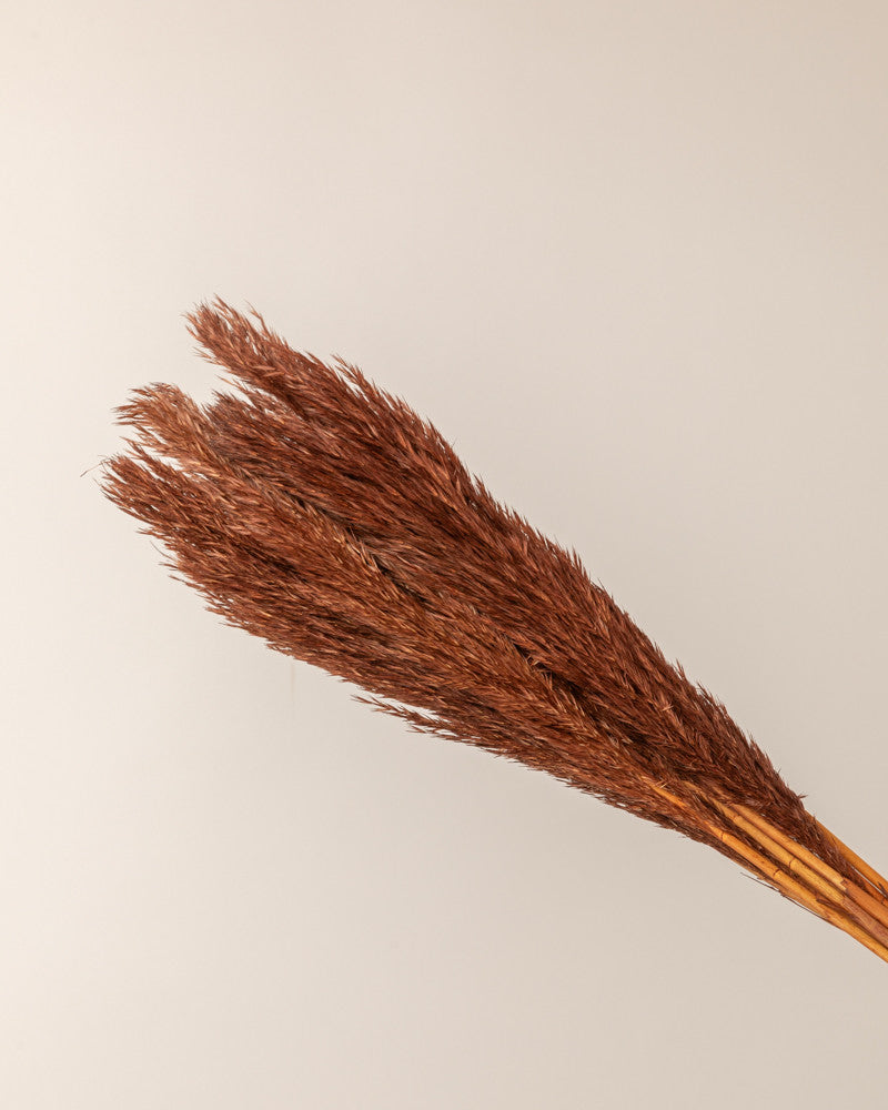 Plumero pampa marrón Lenn - 75cm - 10pc