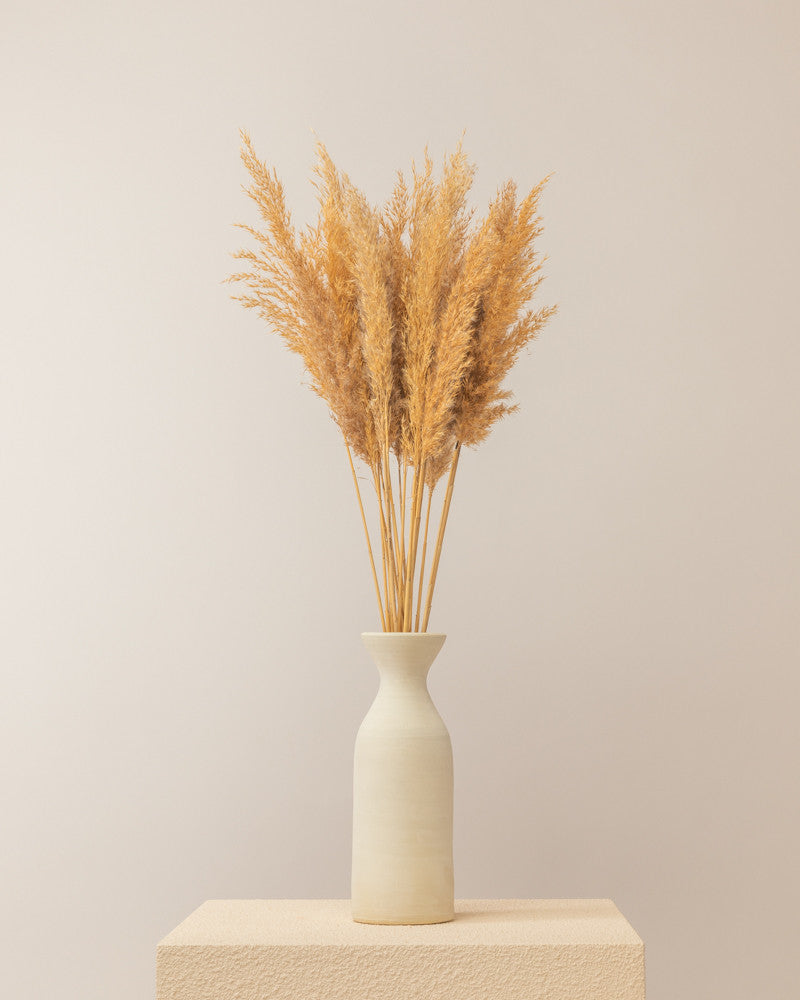 Pampa plumero wild reed natural -  65cm - 20pc