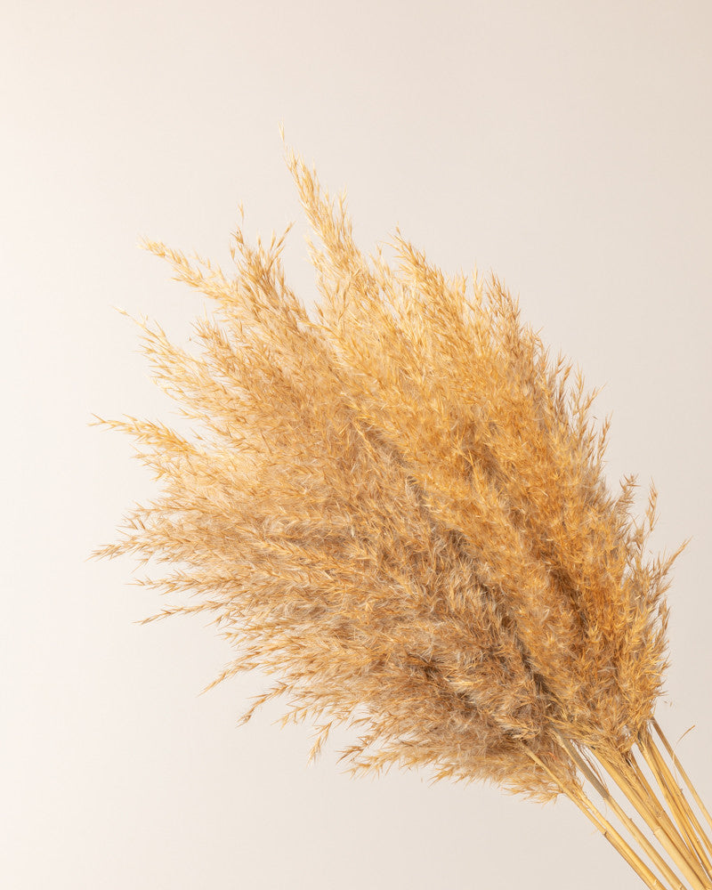 Pampa plumero wild reed natural -  65cm - 20pc