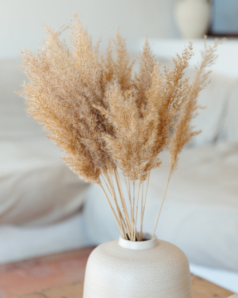 Pampa plumero wild reed natural -  65cm - 20pc